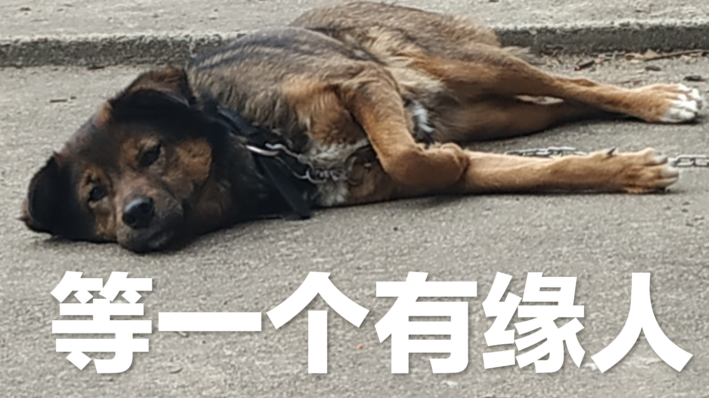 狗不仅会吃瓜子还会吐壳!
